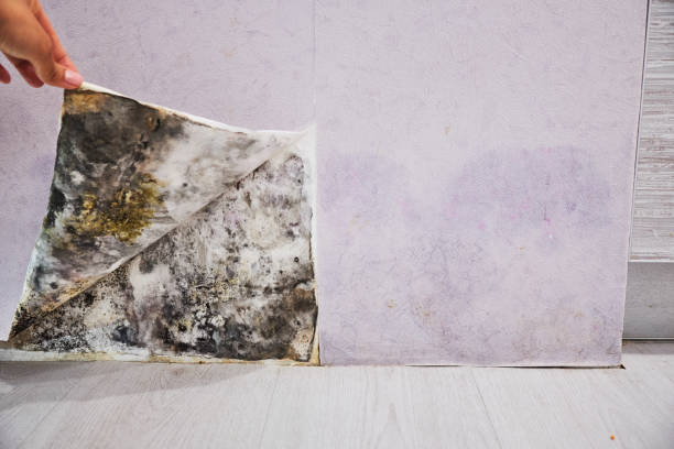Best Post-Flood Mold Remediation in Artesia, NM